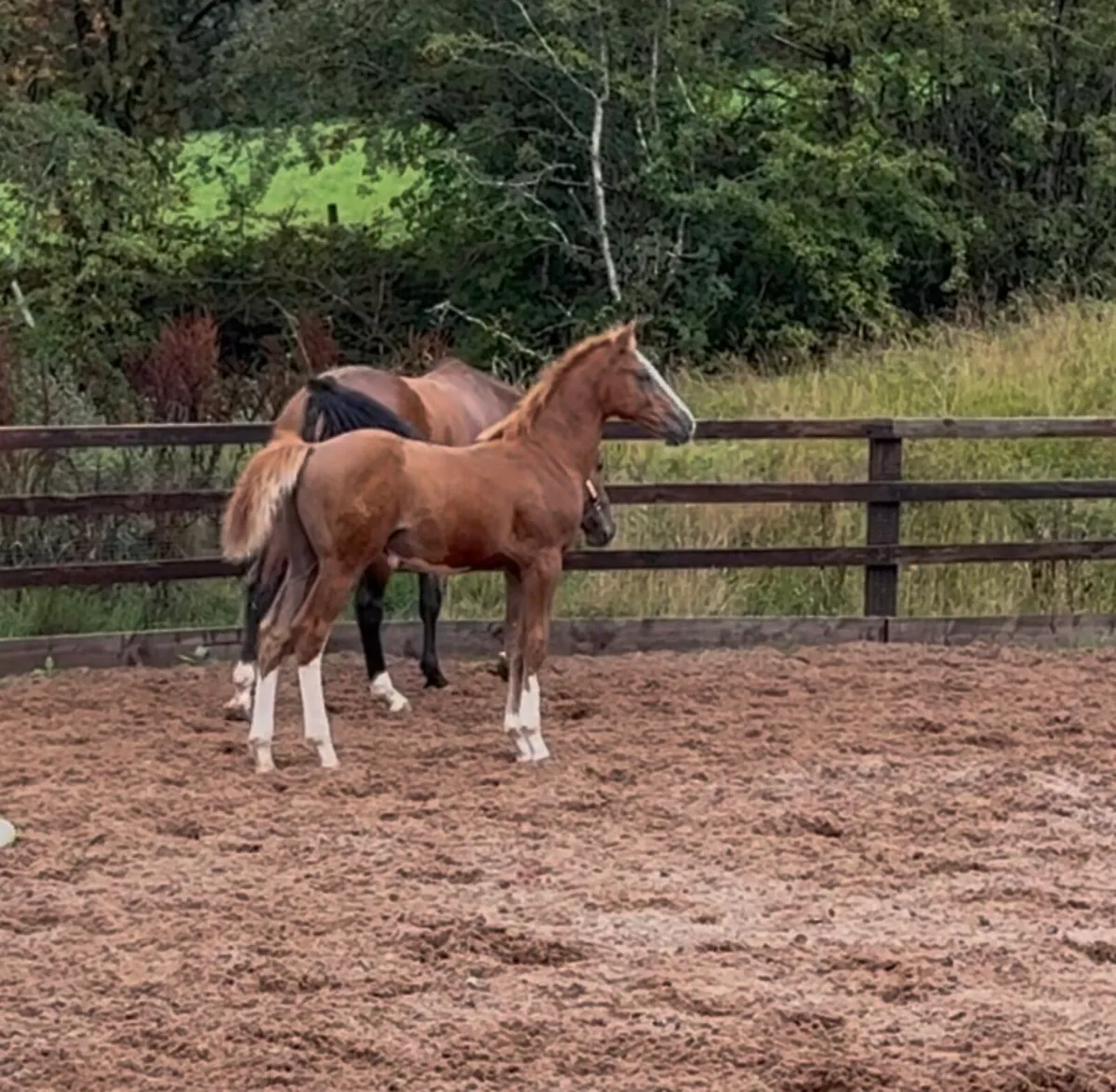 Top quality foals - Image 2