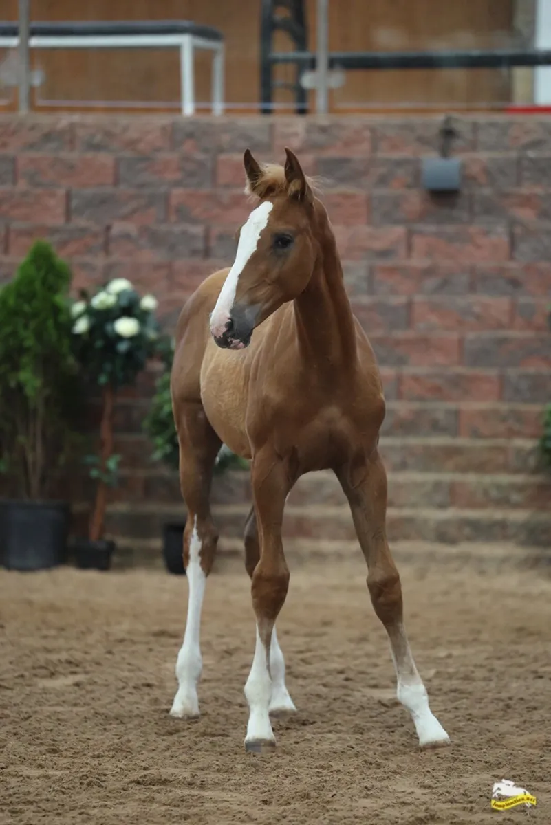 Top quality foals - Image 3
