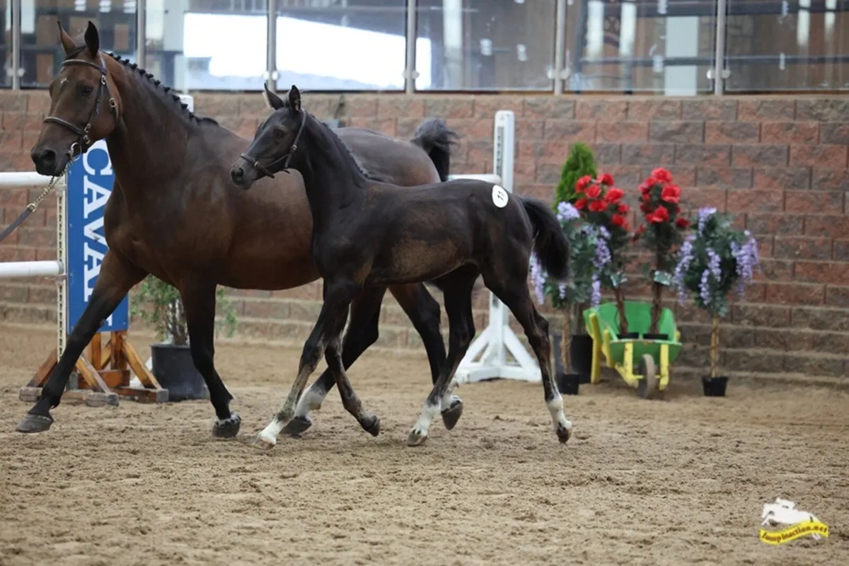 Top quality foals - Image 4