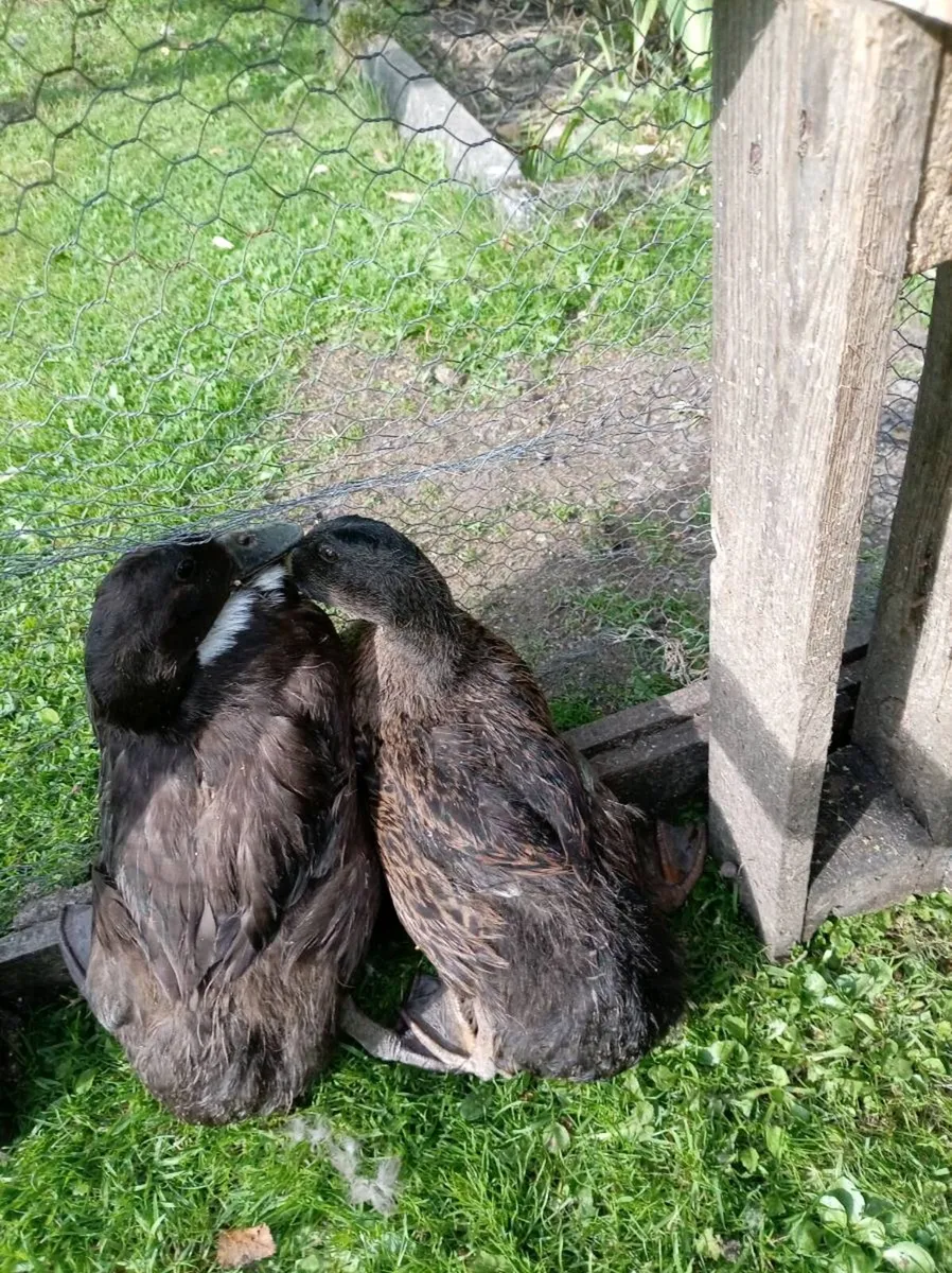Poultry - Image 4