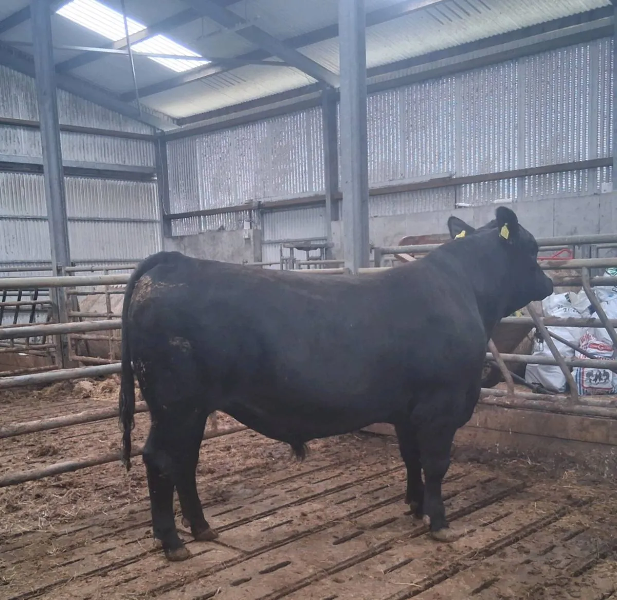 Pedigree Angus Bull - Image 1
