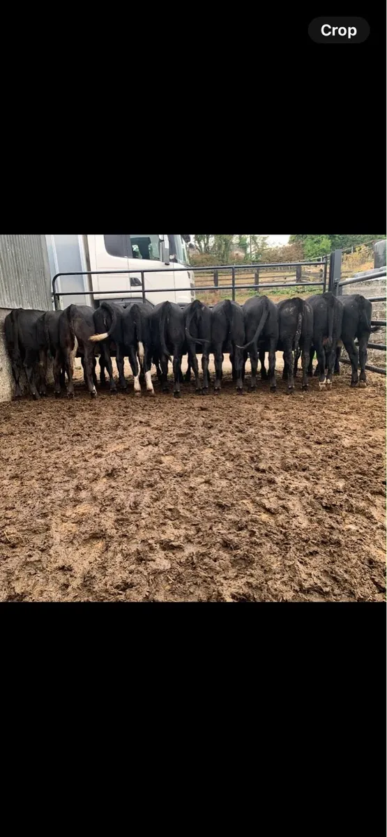 12 smashing AA heifers dams fr hex aa - Image 4