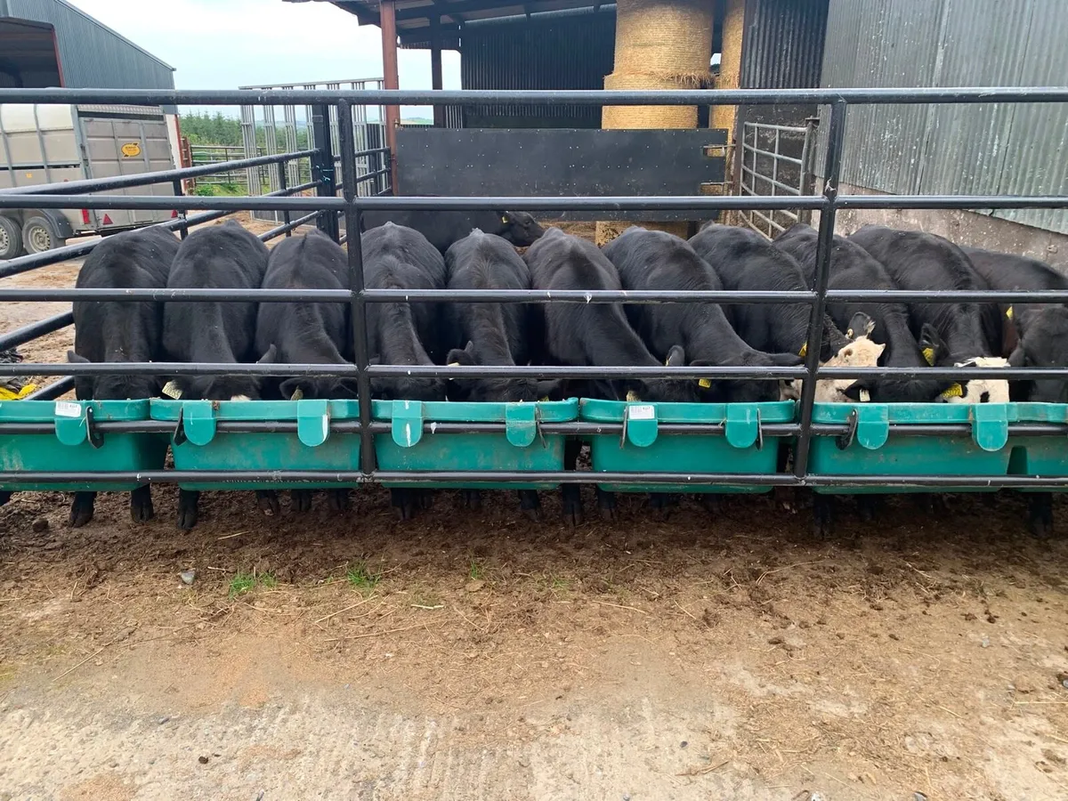 12 smashing AA heifers dams fr hex aa - Image 2