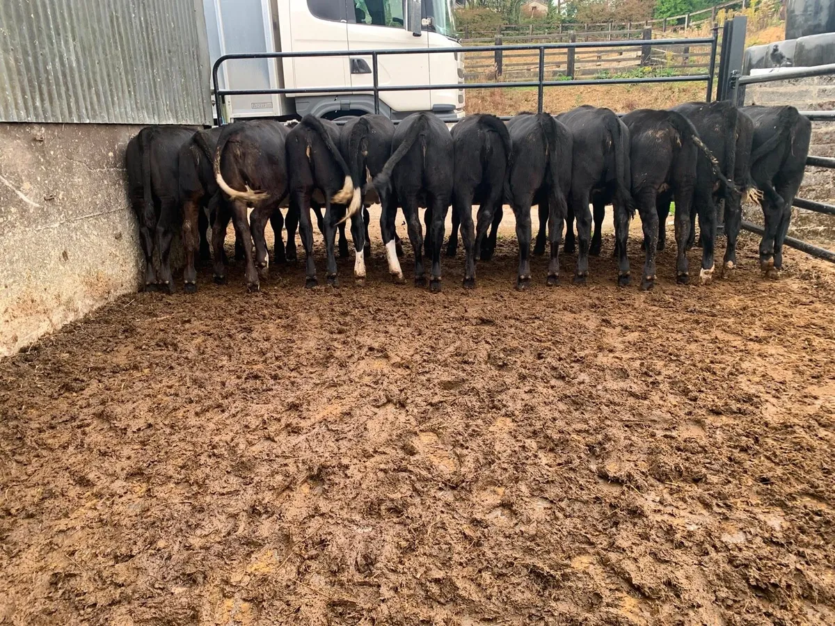12 smashing AA heifers dams fr hex aa - Image 3
