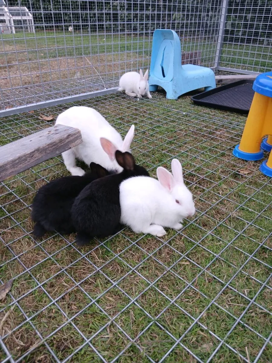 Bunny rabbits - Image 2