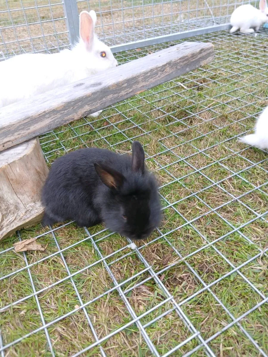 Bunny rabbits - Image 3