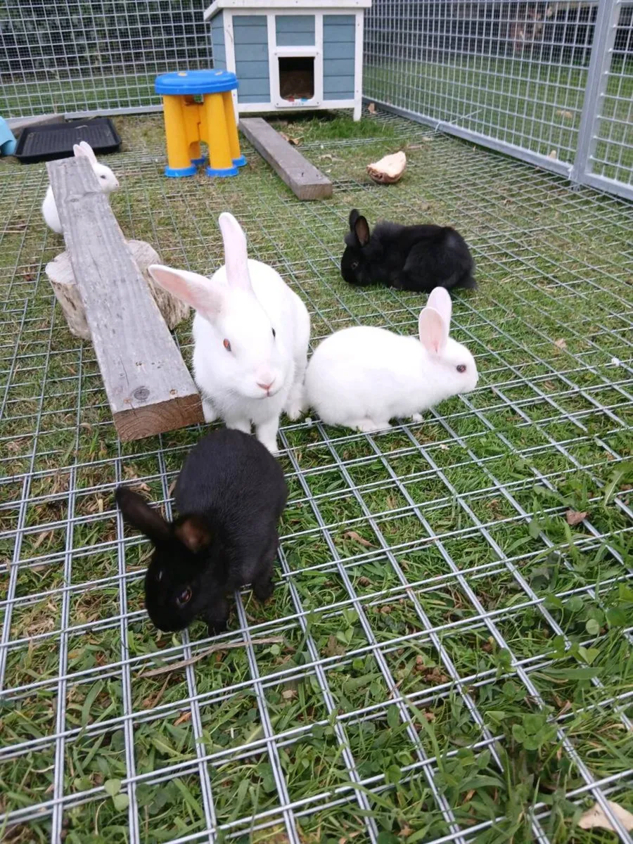 Bunny rabbits - Image 1