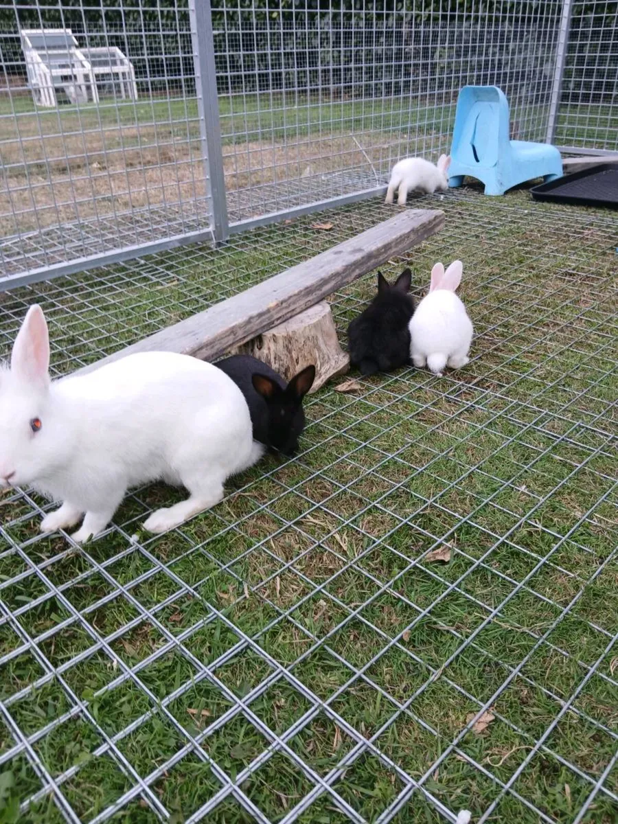 Bunny rabbits - Image 4