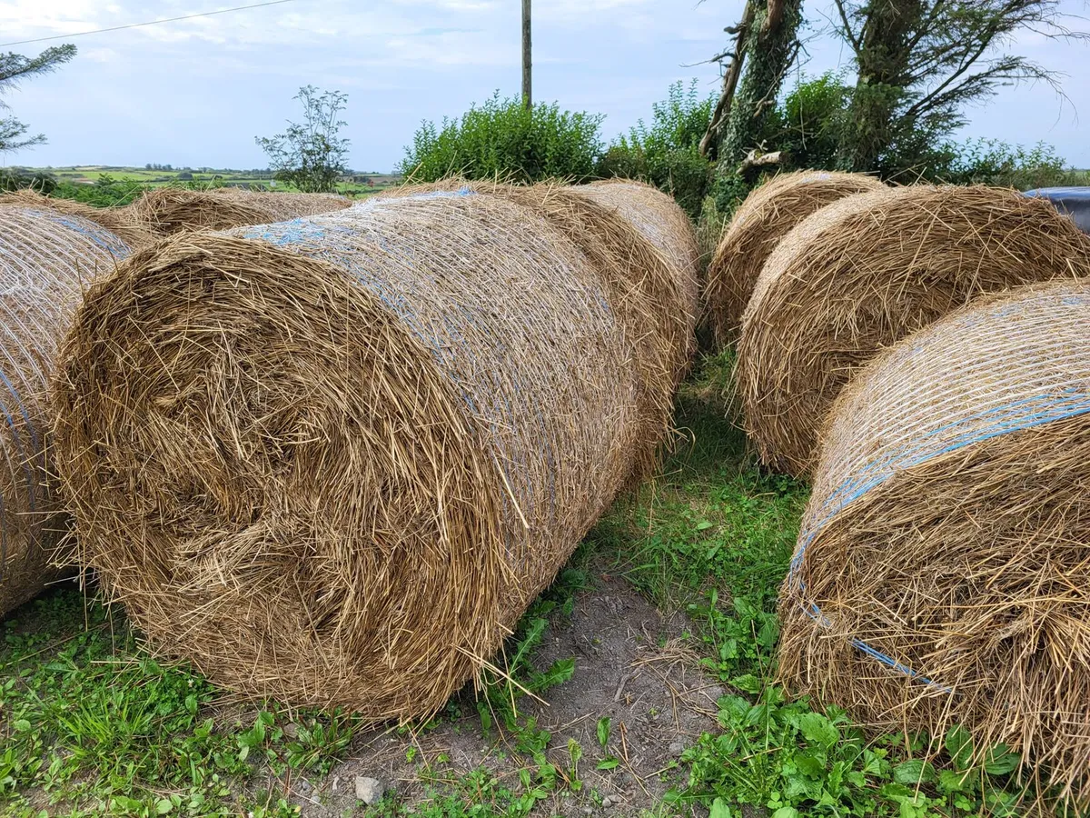 Dry rush bales - free