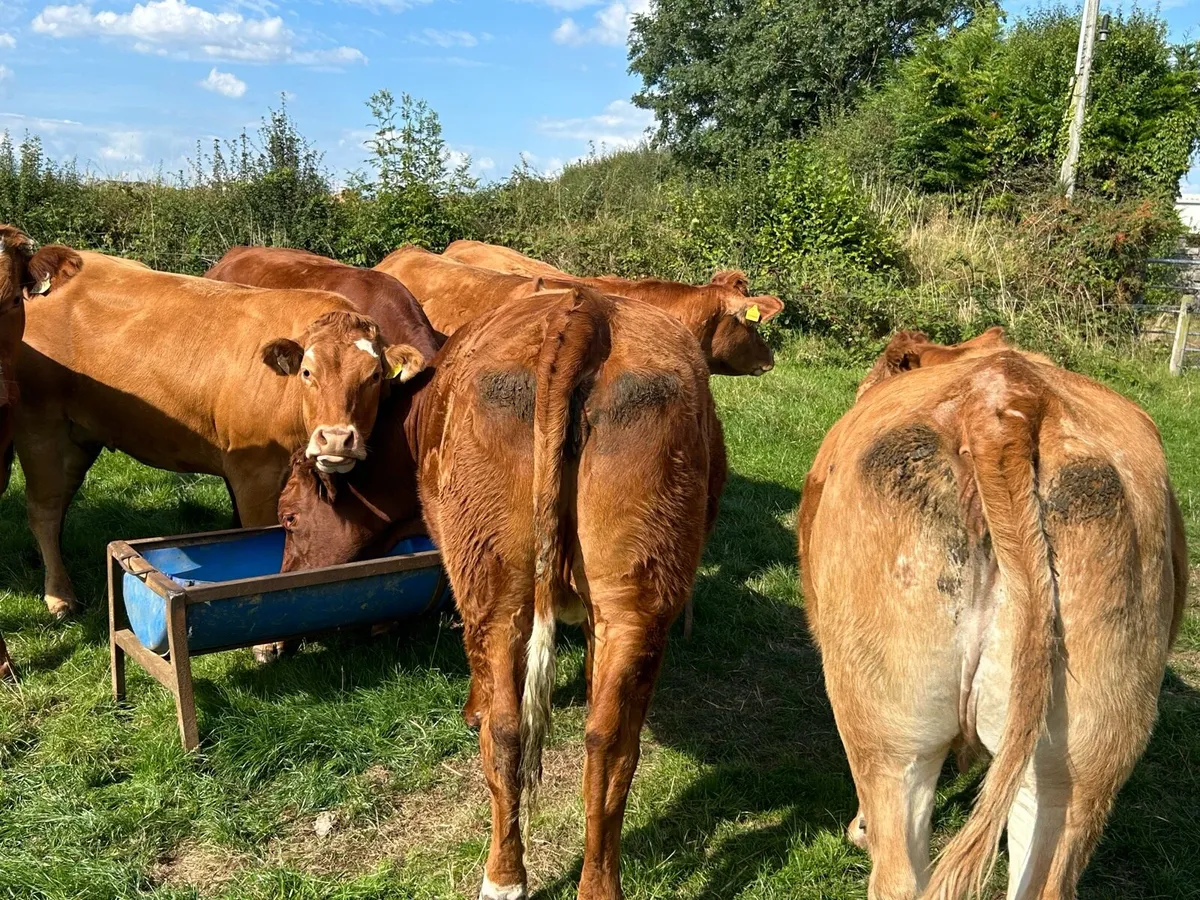 SPRINGING HEIFERS - Image 3