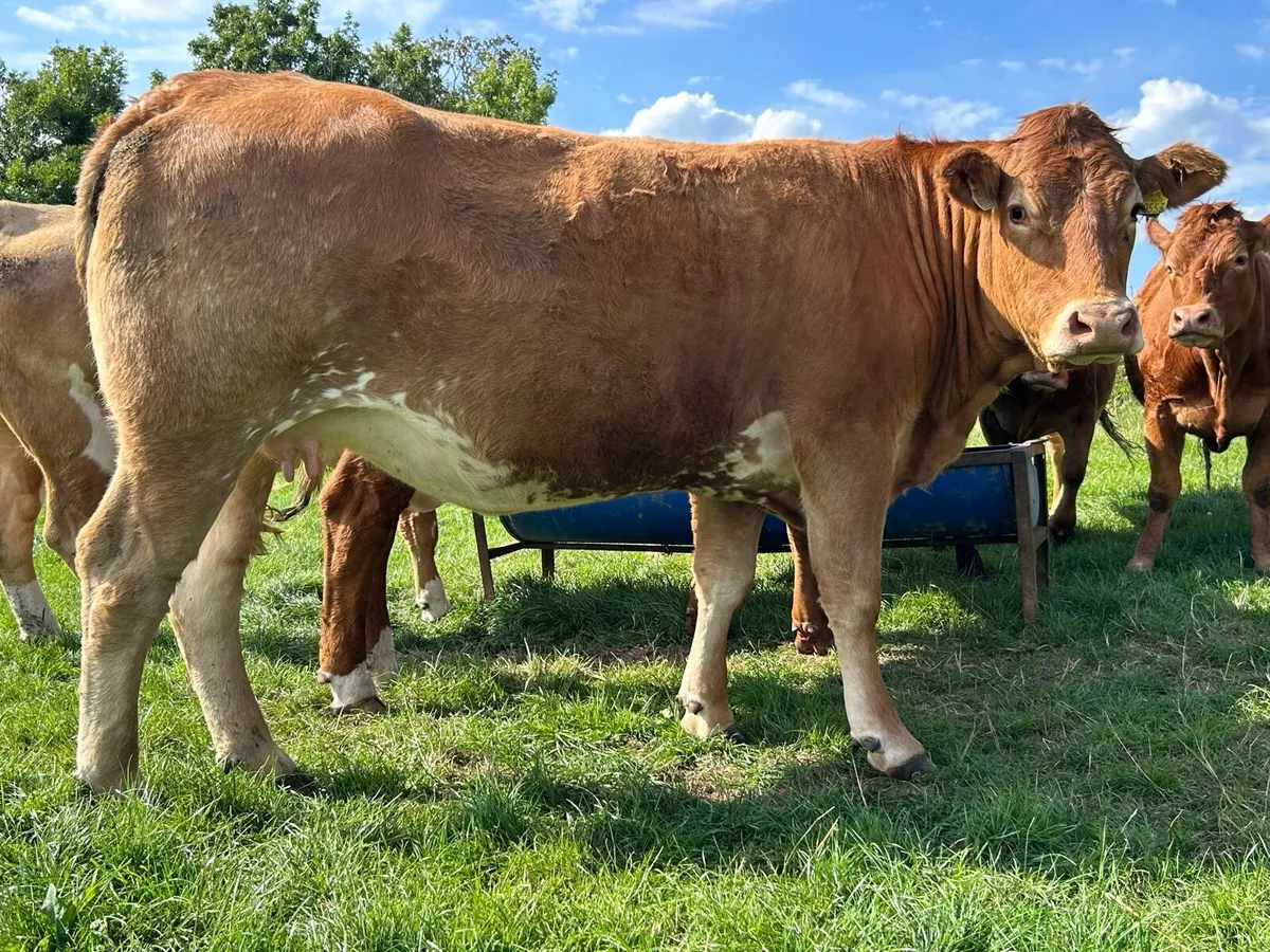 SPRINGING HEIFERS - Image 4