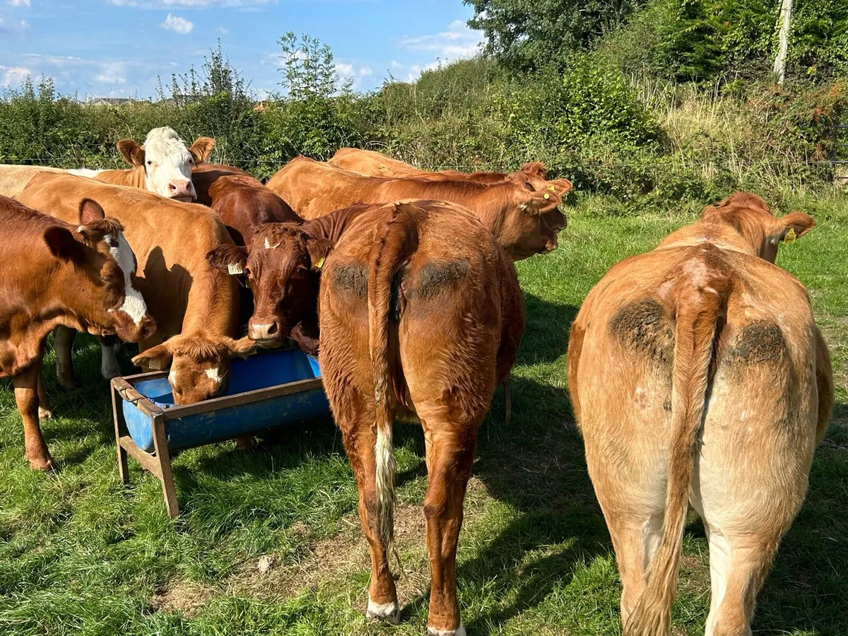 SPRINGING HEIFERS - Image 2