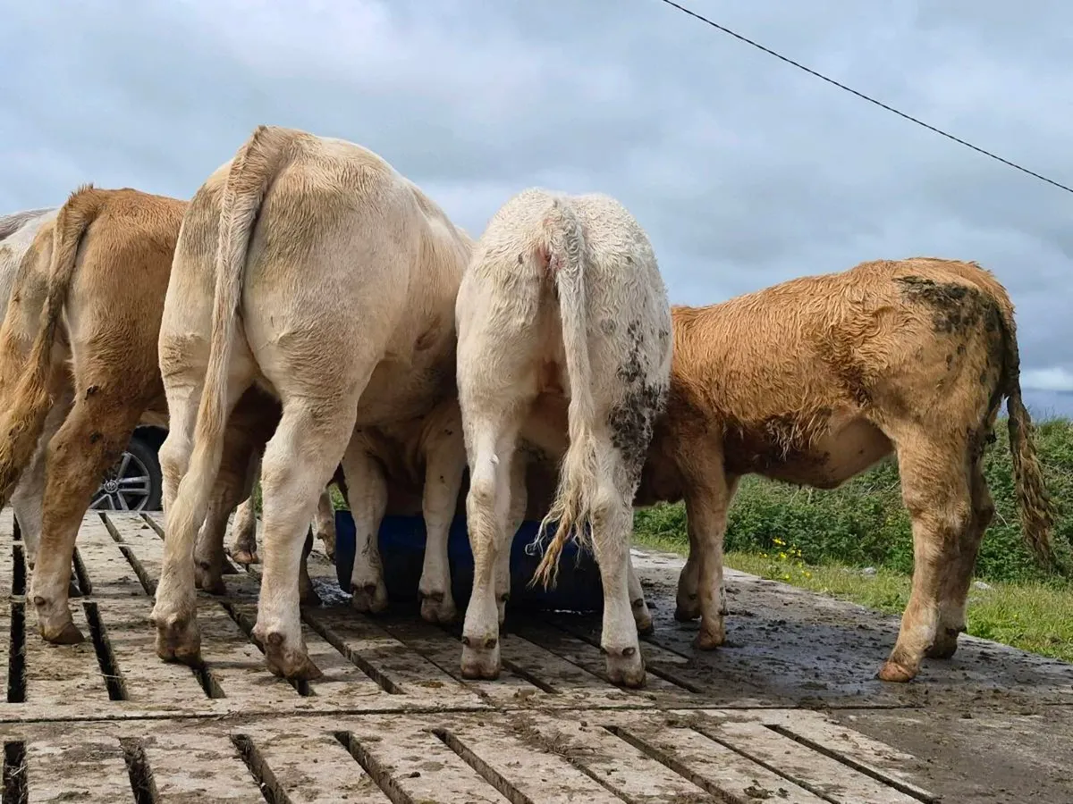 20 Super 400kg Charollais Heifers - Image 2