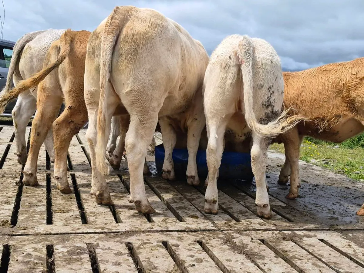20 Super 400kg Charollais Heifers - Image 3