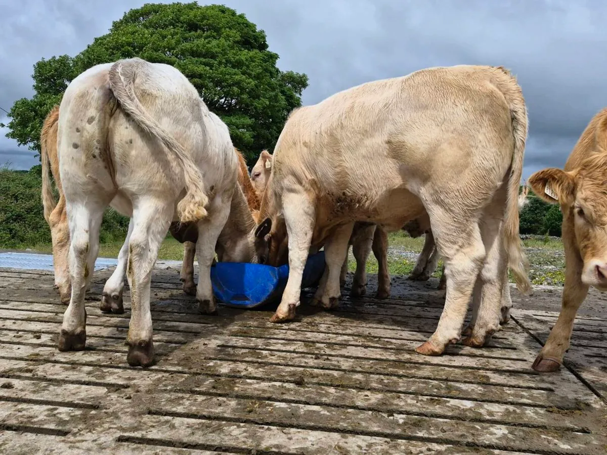 20 Super 400kg Charollais Heifers - Image 4