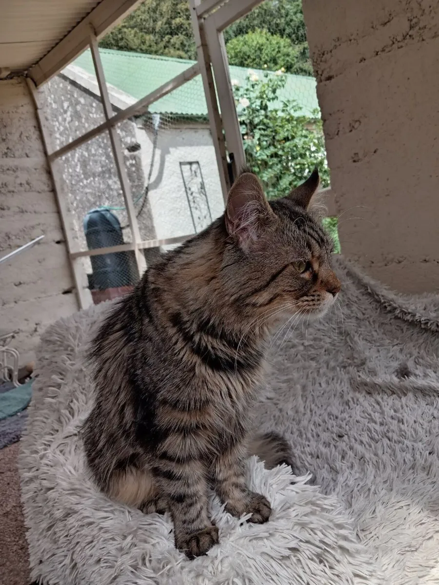 Main Coon Kittens (half  breed) - Image 2