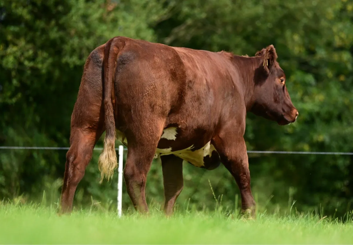Shorthorn online sale - Image 3