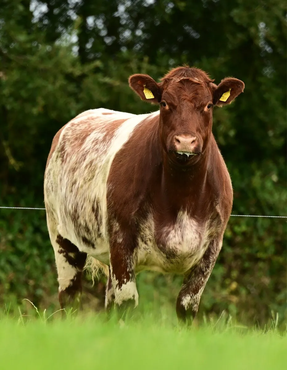 Shorthorn online sale - Image 4