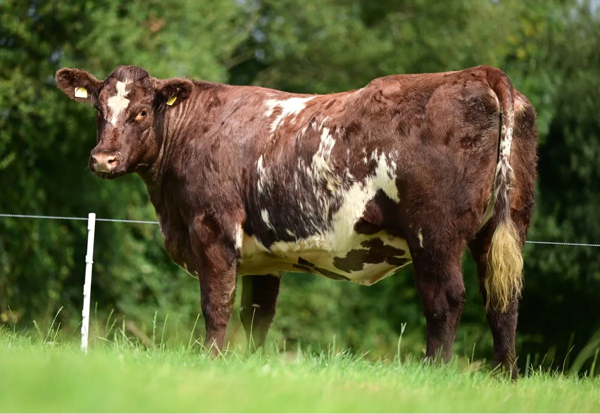 Shorthorn online sale - Image 1