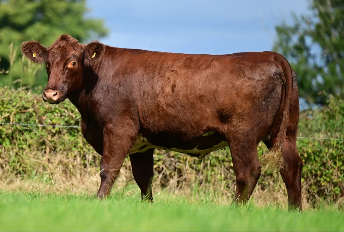 Shorthorn online sale - Image 2