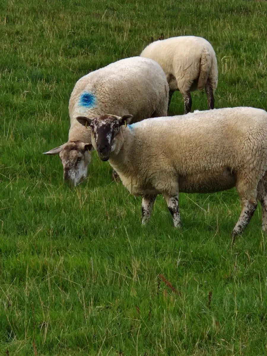 Hoggets for sale - Image 1