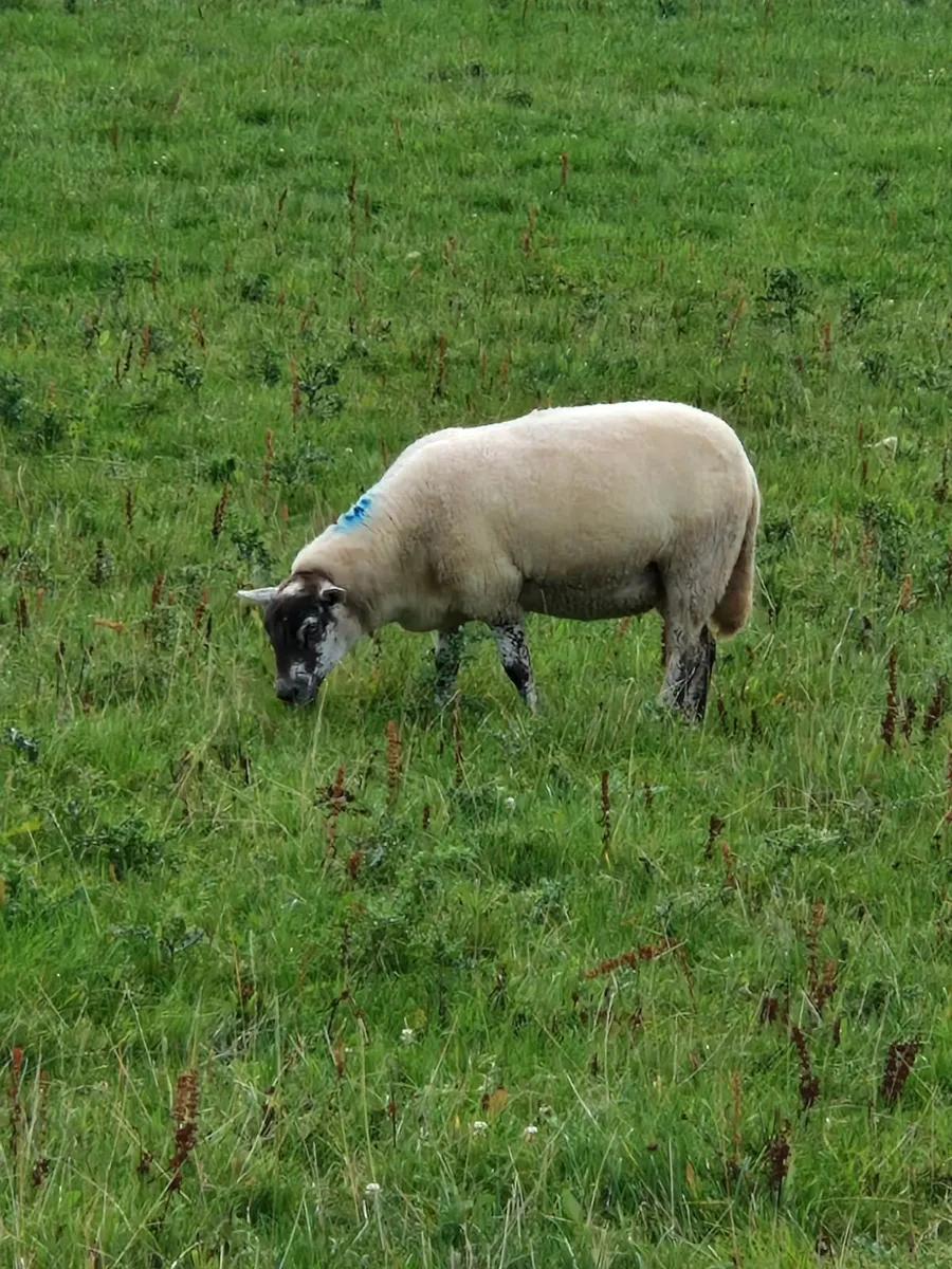 Hoggets for sale - Image 2