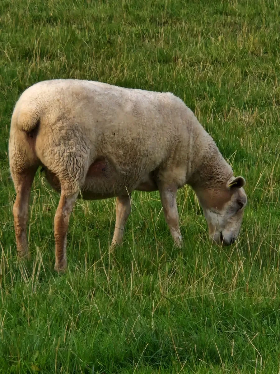 Hoggets for sale - Image 3