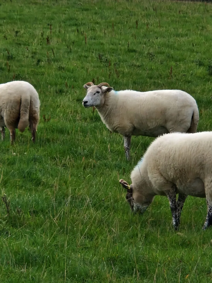Hoggets for sale - Image 4
