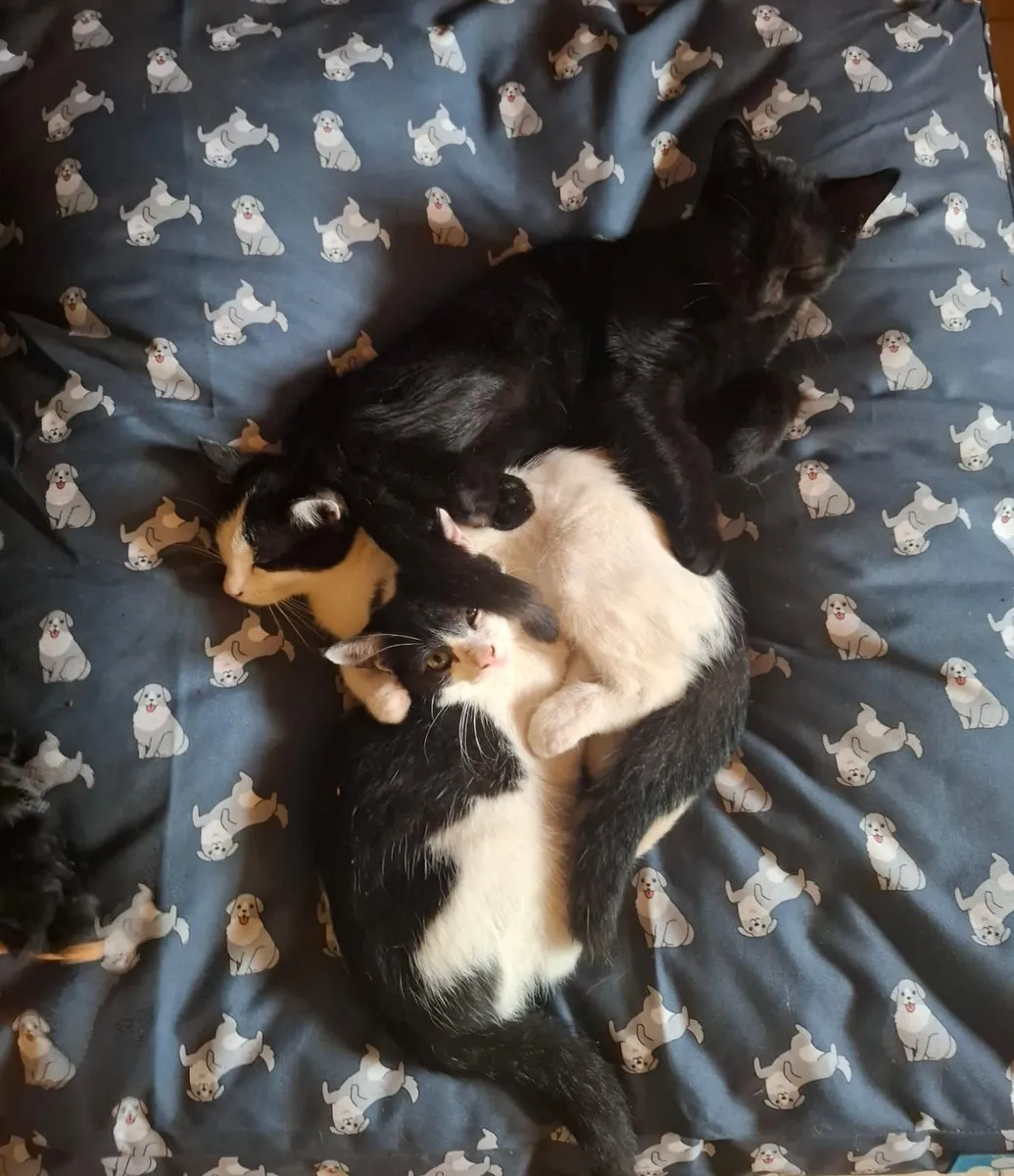 Kittens Free To A Good Home - Image 2