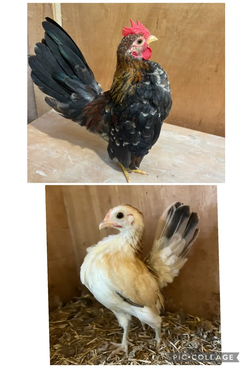 Seramas/polish/wyandotte/quail - Image 2