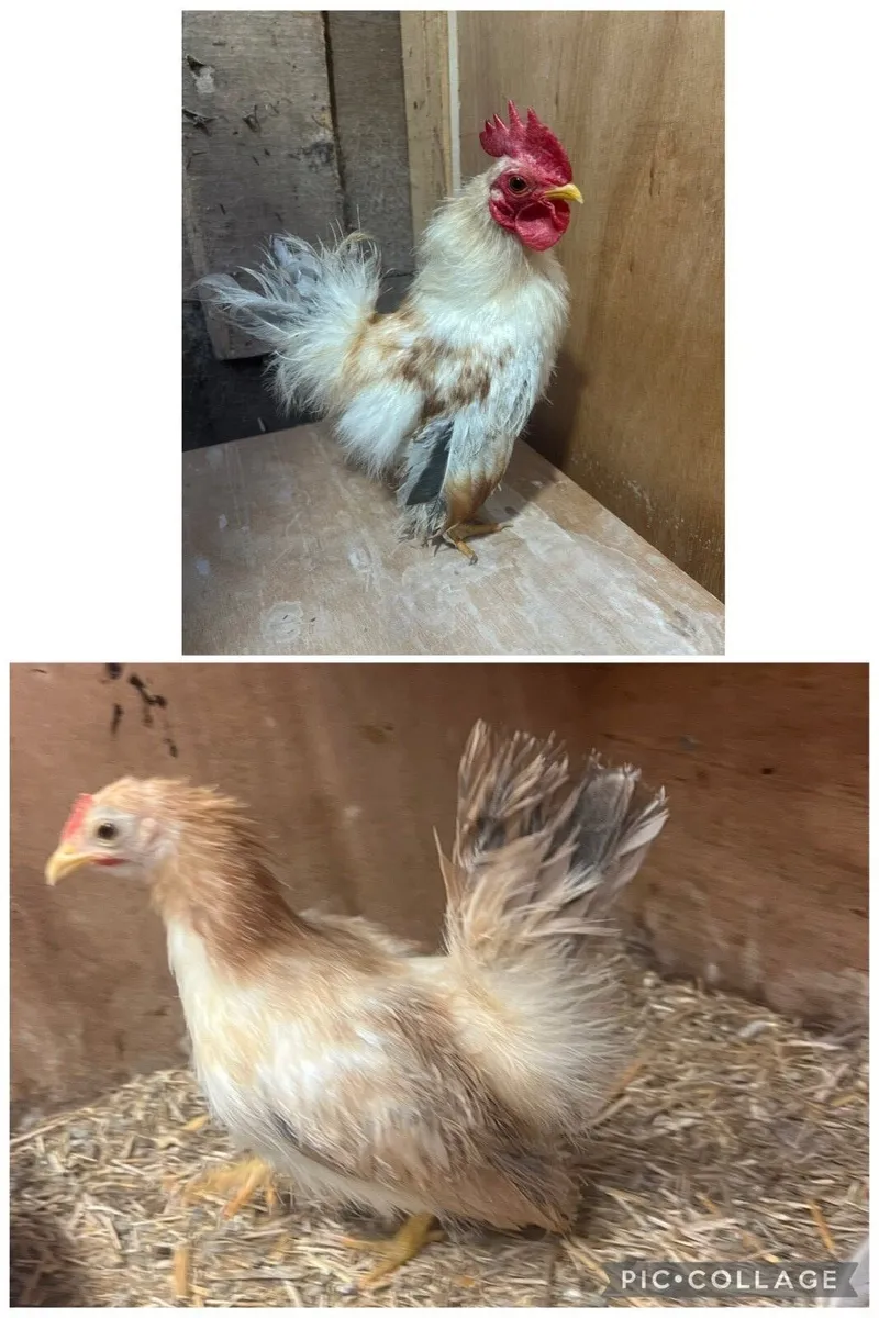 Seramas/polish/wyandotte/quail - Image 3