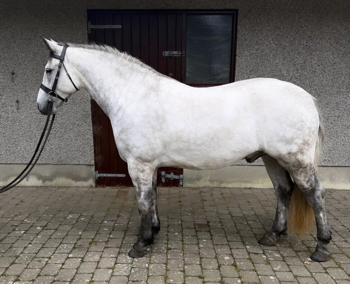 Connemara 3yr Old Gelding - Image 2