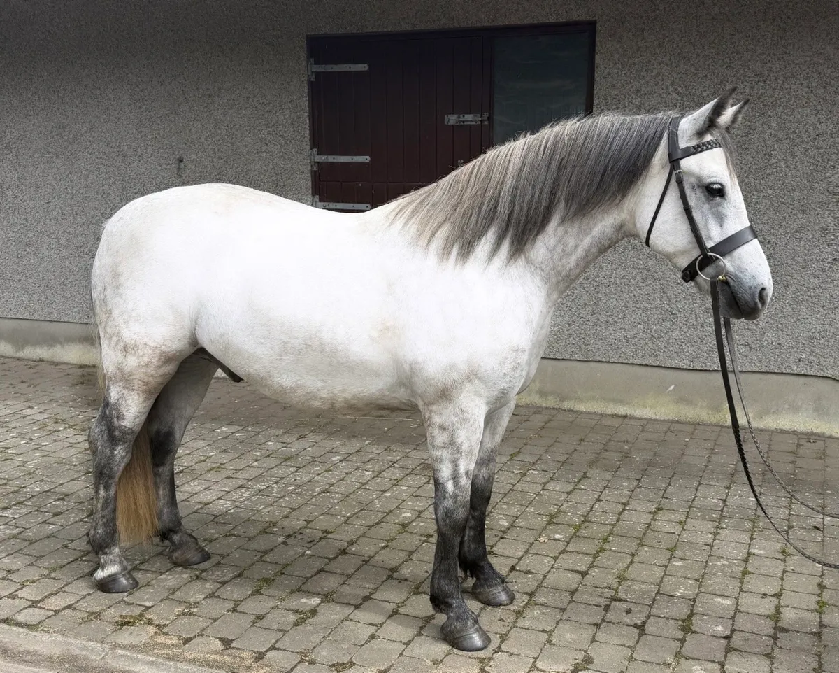 Connemara 3yr Old Gelding - Image 1