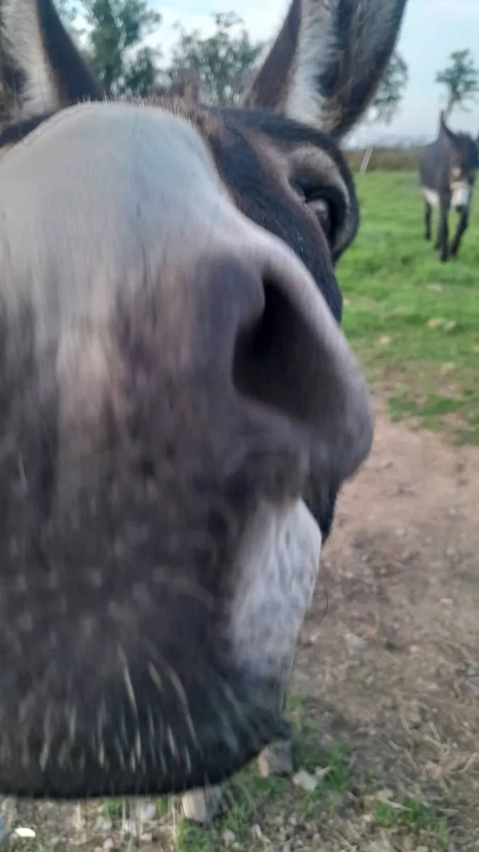 Donkey for sale - Image 1