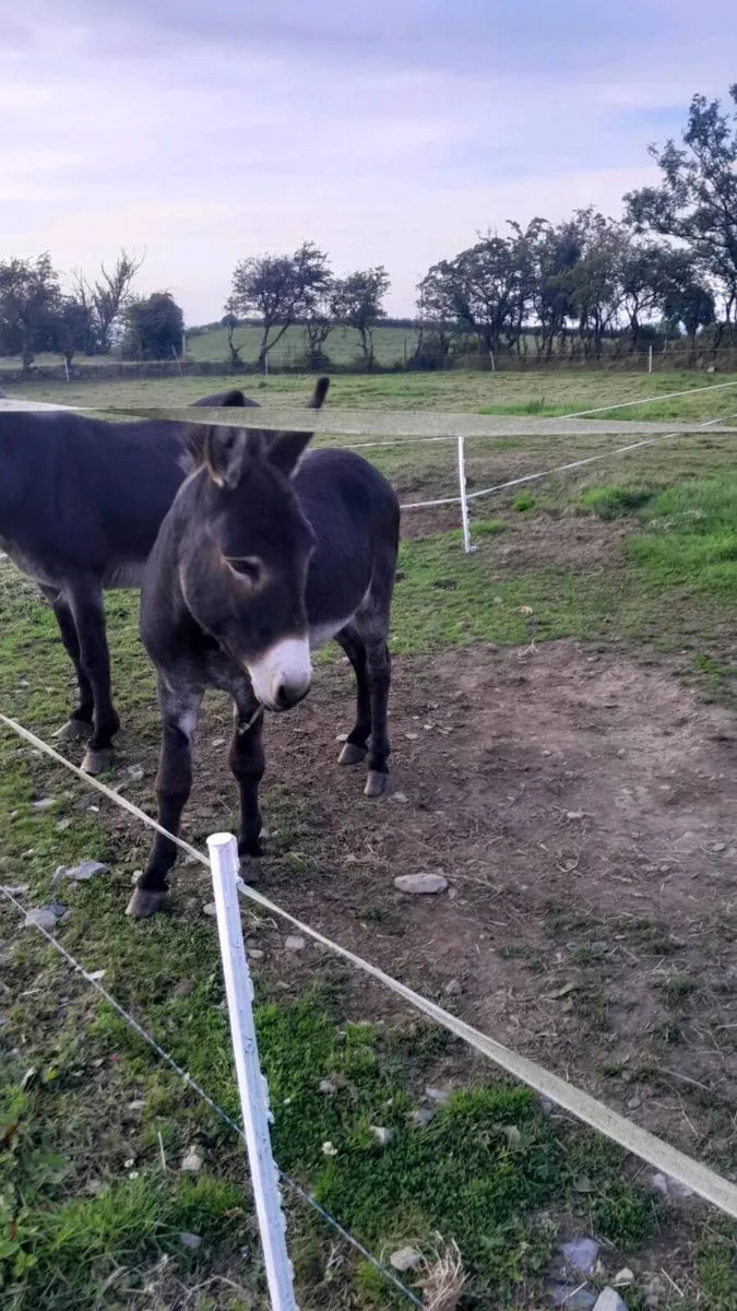 Donkey for sale - Image 3
