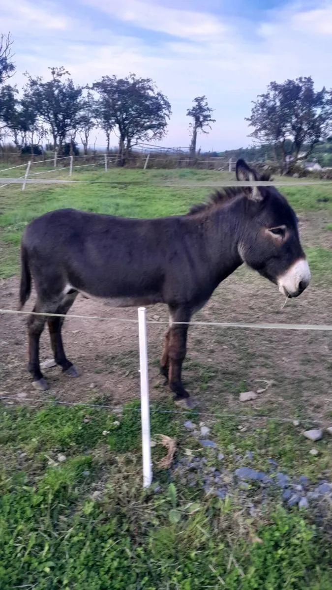 Donkey for sale - Image 4