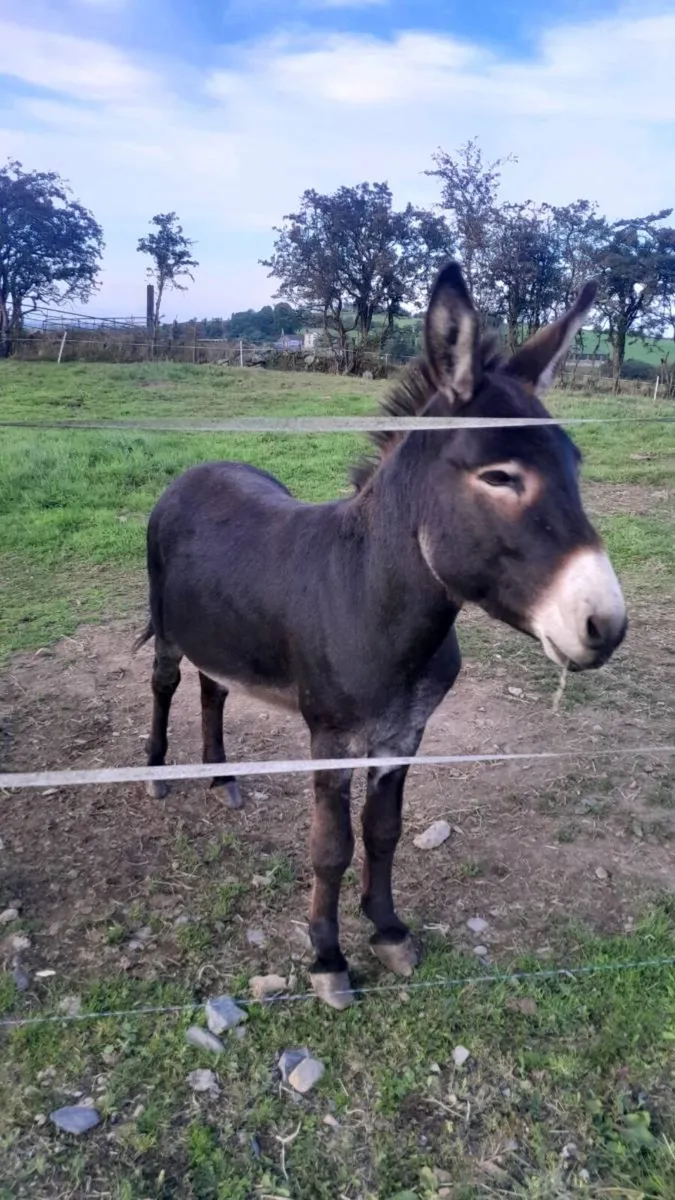 Donkey for sale - Image 2