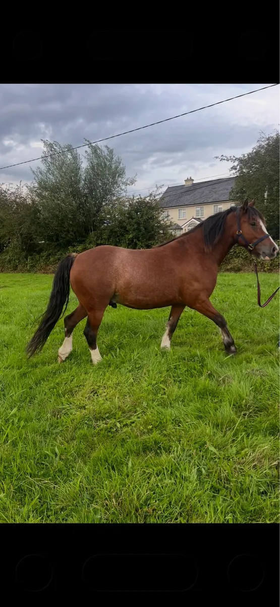 Pony - Image 1