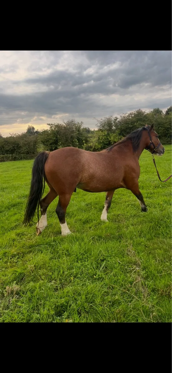 Pony - Image 2