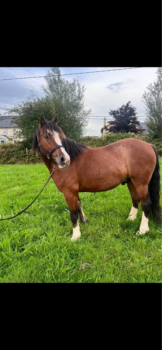 Pony - Image 3