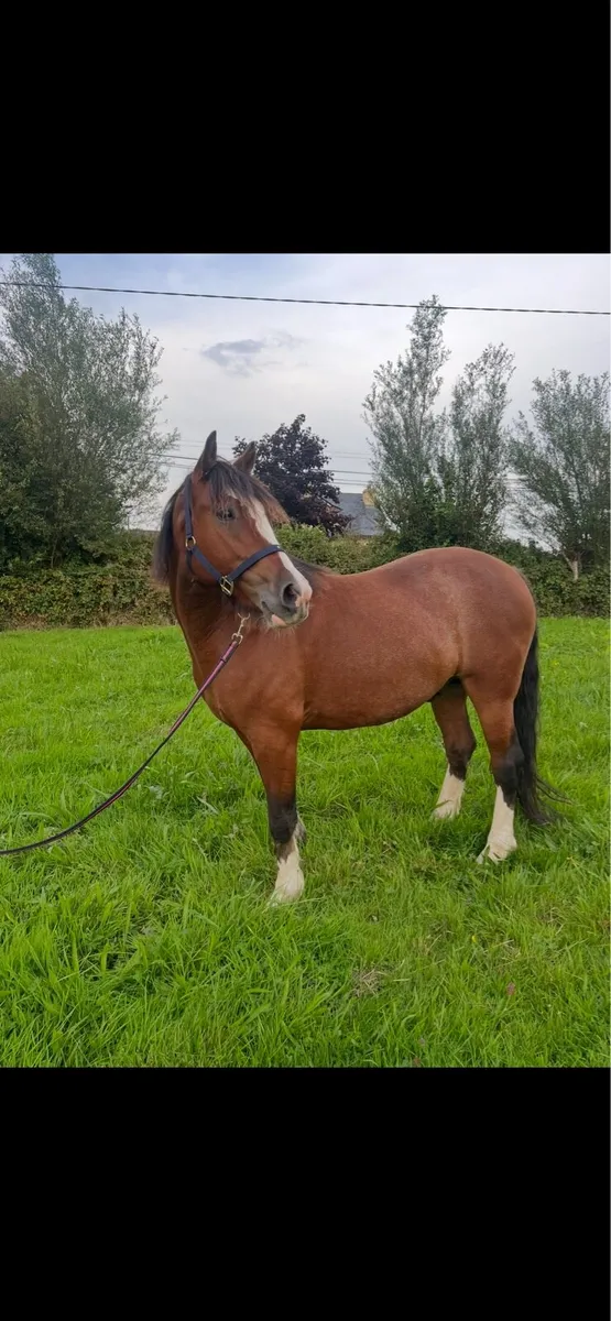 Pony - Image 4
