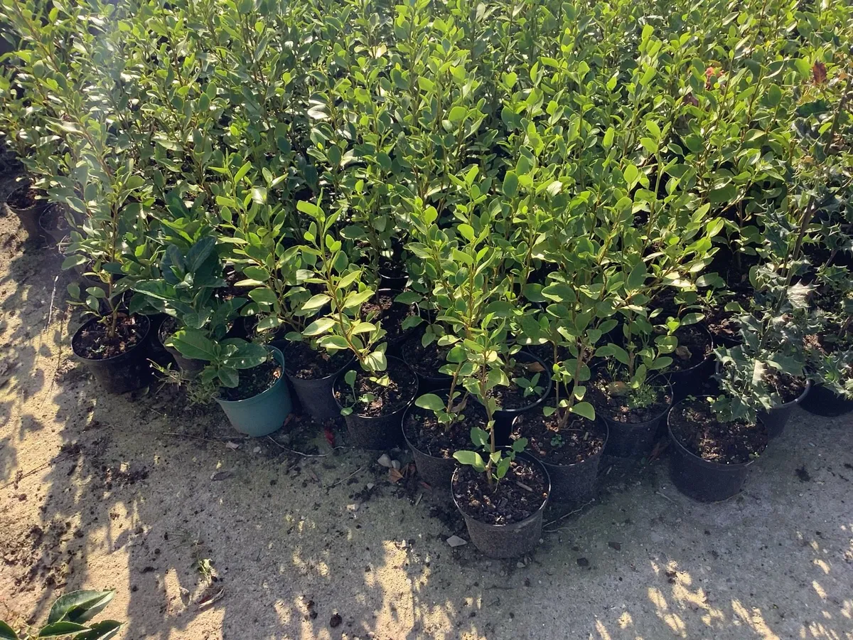 Copper ,purple beech 3ft €3.50 - Image 4