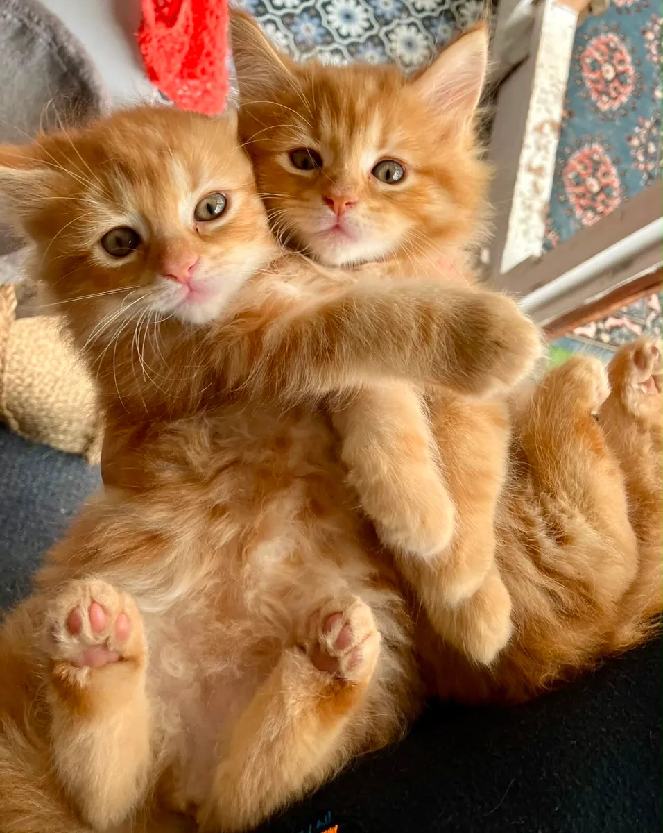 Maine Coon Kittens - Image 1