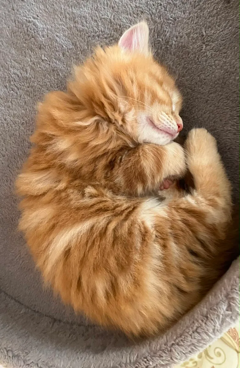 Maine Coon Kittens - Image 2