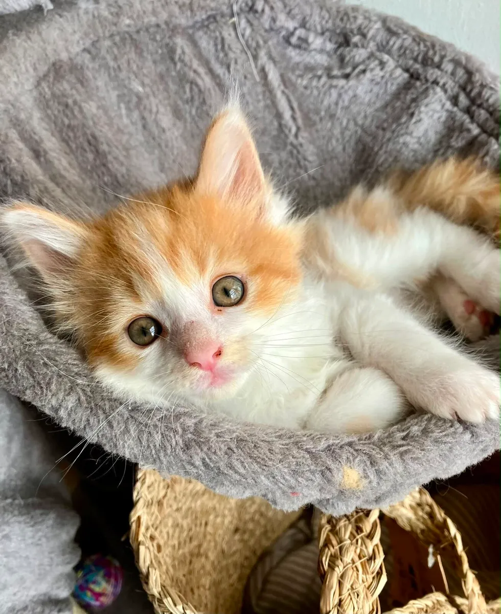 Maine Coon Kittens - Image 3