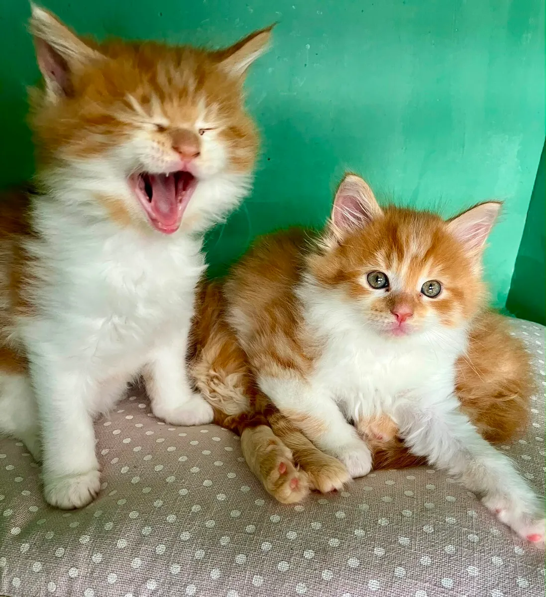 Maine Coon Kittens - Image 4