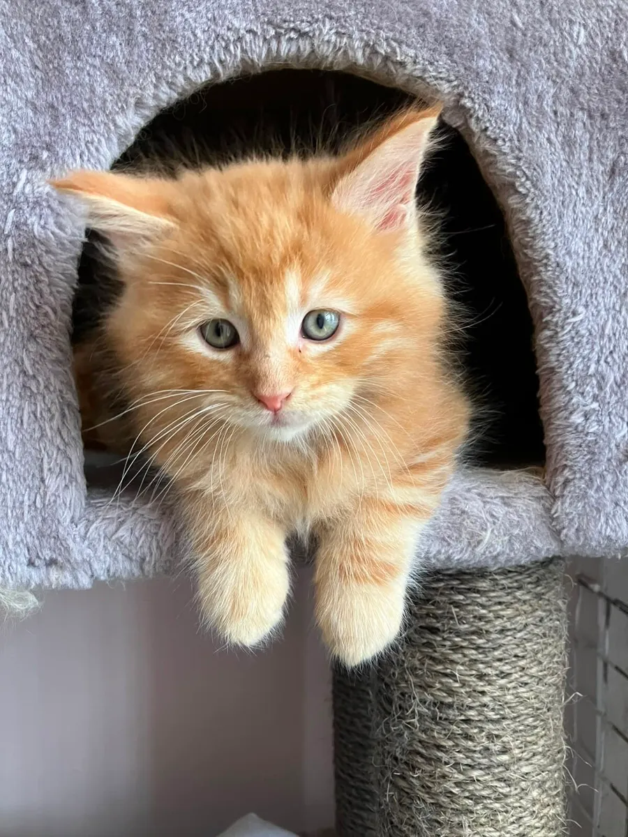 Maine Coon Kittens - Image 1