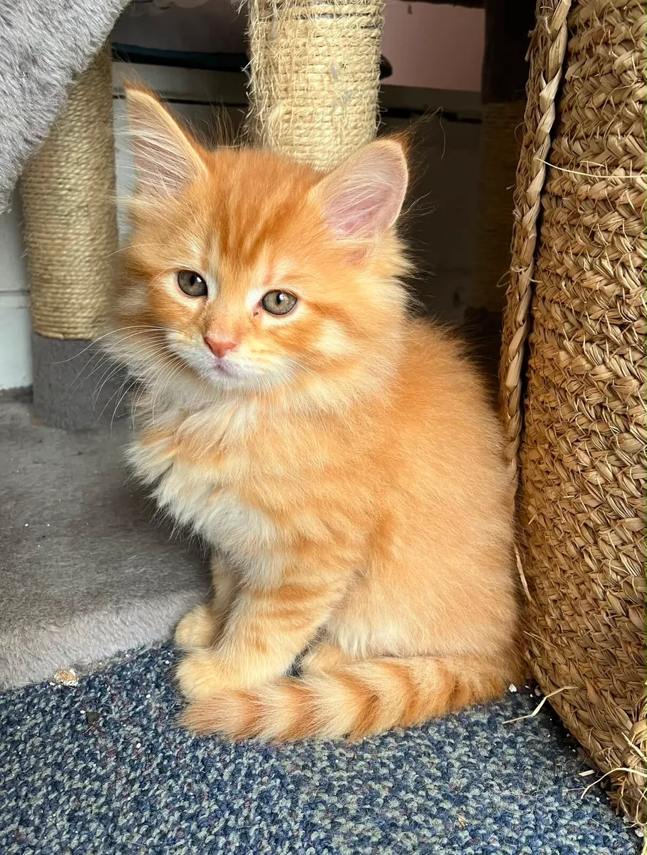 Maine Coon Kittens - Image 1