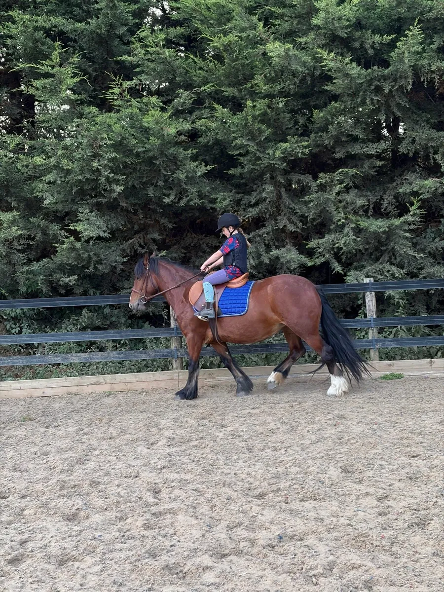 4 year old mare - Image 1