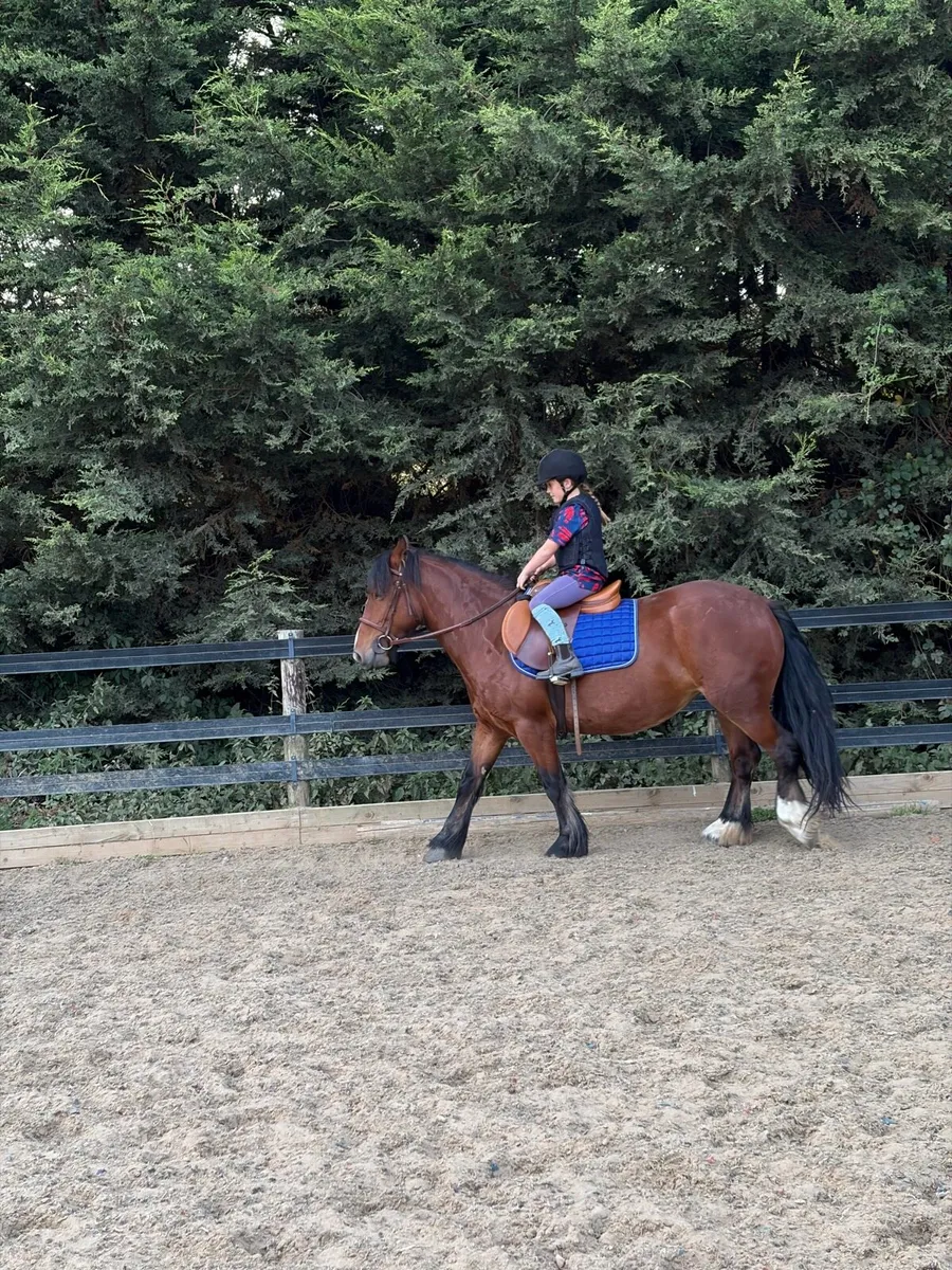 4 year old mare - Image 2